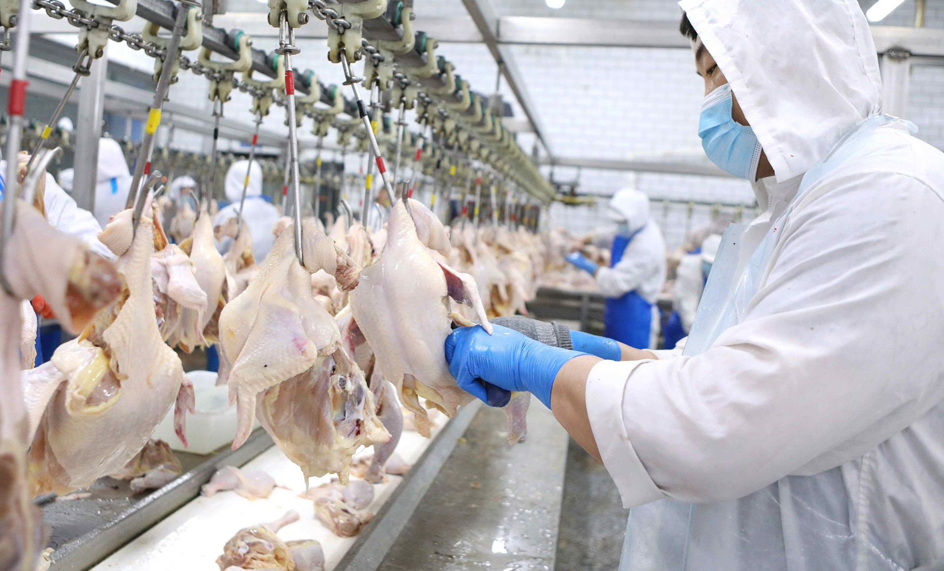 Извлечение отходов убоя